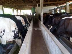 Fazenda para Venda em Cunha - 4