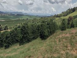 Fazenda para Venda em Conceição do Rio Verde - 4