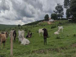 Fazenda para Venda em Conceição do Rio Verde - 5