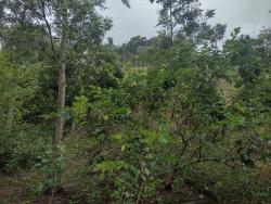 Sítio para Venda em São Luíz do Paraitinga - 5