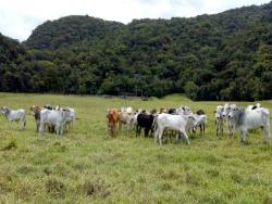 Venda em Oliveira Barros - Miracatu