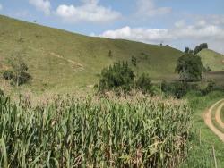 Fazenda para Venda em Arapeí - 4