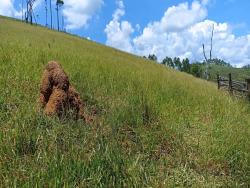 Chácara para Venda em Paraibuna - 4