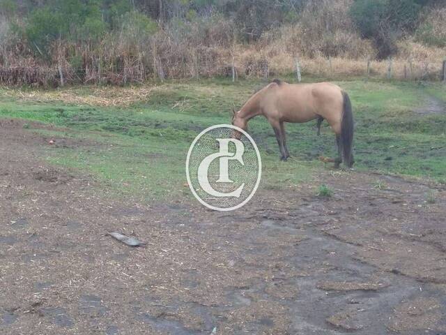 Sítio para Venda em São Luíz do Paraitinga - 4