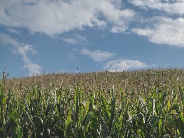 ##1461 - Fazenda para Venda em Carvalhos - MG
