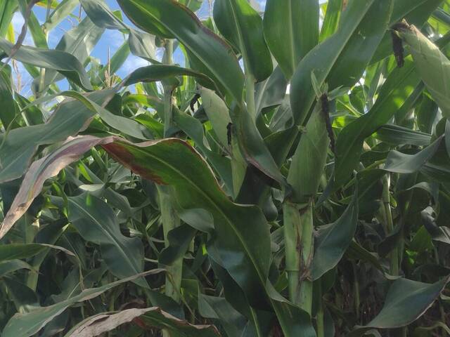 ##1461 - Fazenda para Venda em Carvalhos - MG