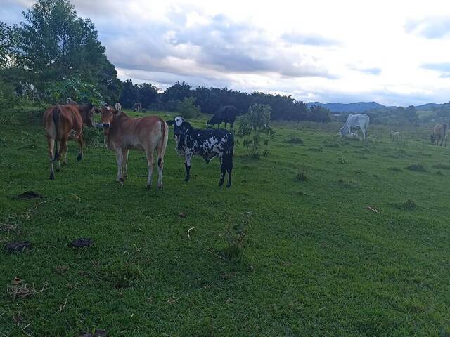 #1485 - Fazenda para Venda em Taubaté - SP