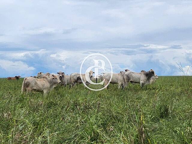 #1576 - Fazenda para Venda em Campo Grande - MS