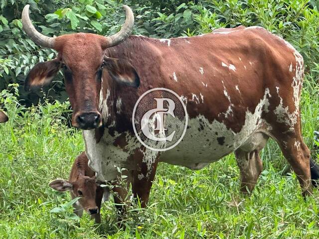 Sítio para Venda em São José dos Campos - 5