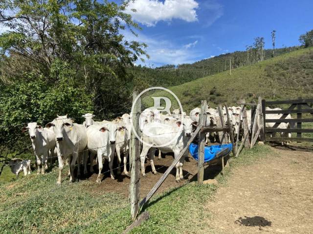 Sítio para Venda em Monteiro Lobato - 4