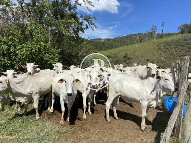 Sítio para Venda em Monteiro Lobato - 5