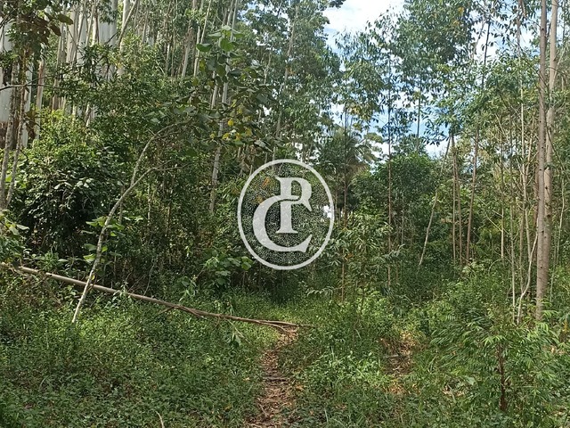Sítio para Venda em Paraibuna - 3