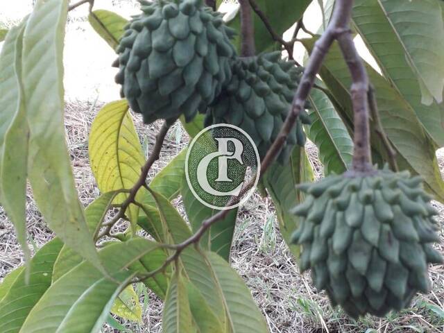 Chácara para Venda em Caçapava - 3