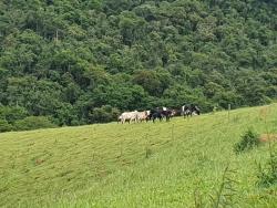 Sítio para Venda em Virgínia - 4