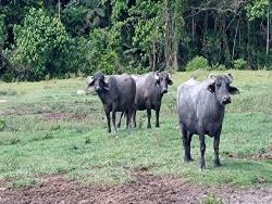 #1307 - Fazenda para Venda em Natividade da Serra - SP