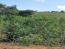 #1311 - Sítio para Venda em São José dos Campos - SP