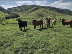 Venda em Zona Rural - Itamonte