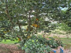 Venda em Jardim Boa Vista - São José dos Campos
