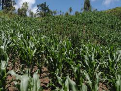 Sítio para Venda em São Luíz do Paraitinga - 5