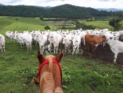 #117 - Fazenda para Venda em Salesópolis - SP