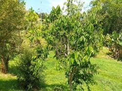 Chácara para Venda em Paraibuna - 5