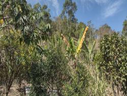 Sítio para Venda em São Luíz do Paraitinga - 5