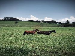Fazenda para Venda em Cachoeira Paulista - 5