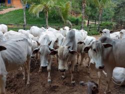 Fazenda para Venda em Paraibuna - 3