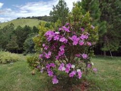 Sítio para Venda em Lagoinha - 4