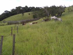 Sítio para Venda em São Luíz do Paraitinga - 4