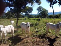 Fazenda para Venda em Acorizal - 4