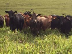#20 - Fazenda para Venda em Cruzília - MG