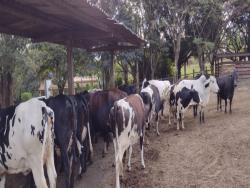 Fazenda para Venda em Passos - 4