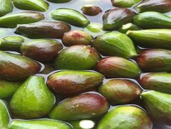 #429 - Chácara para Venda em Itamonte - MG