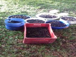 Chácara para Venda em Itamonte - 4