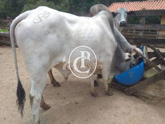 Venda em Borda Do Campo - Cunha