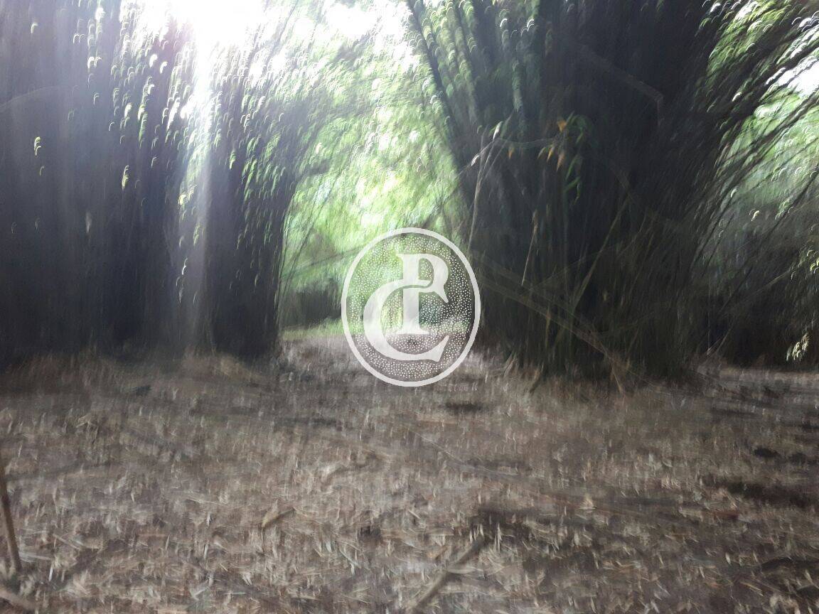 Sítio, 4 quartos, 43 m² - Foto 4