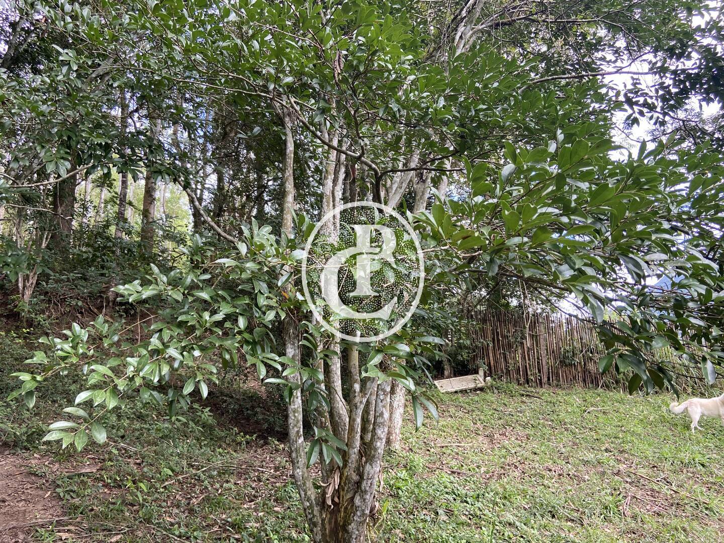 Sítio, 2 quartos, 6 hectares - Foto 20