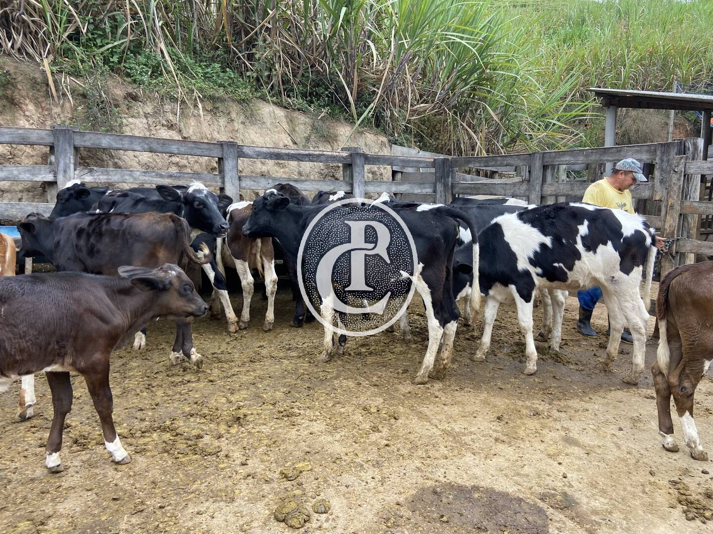 Sítio, 3 quartos, 19 hectares - Foto 5