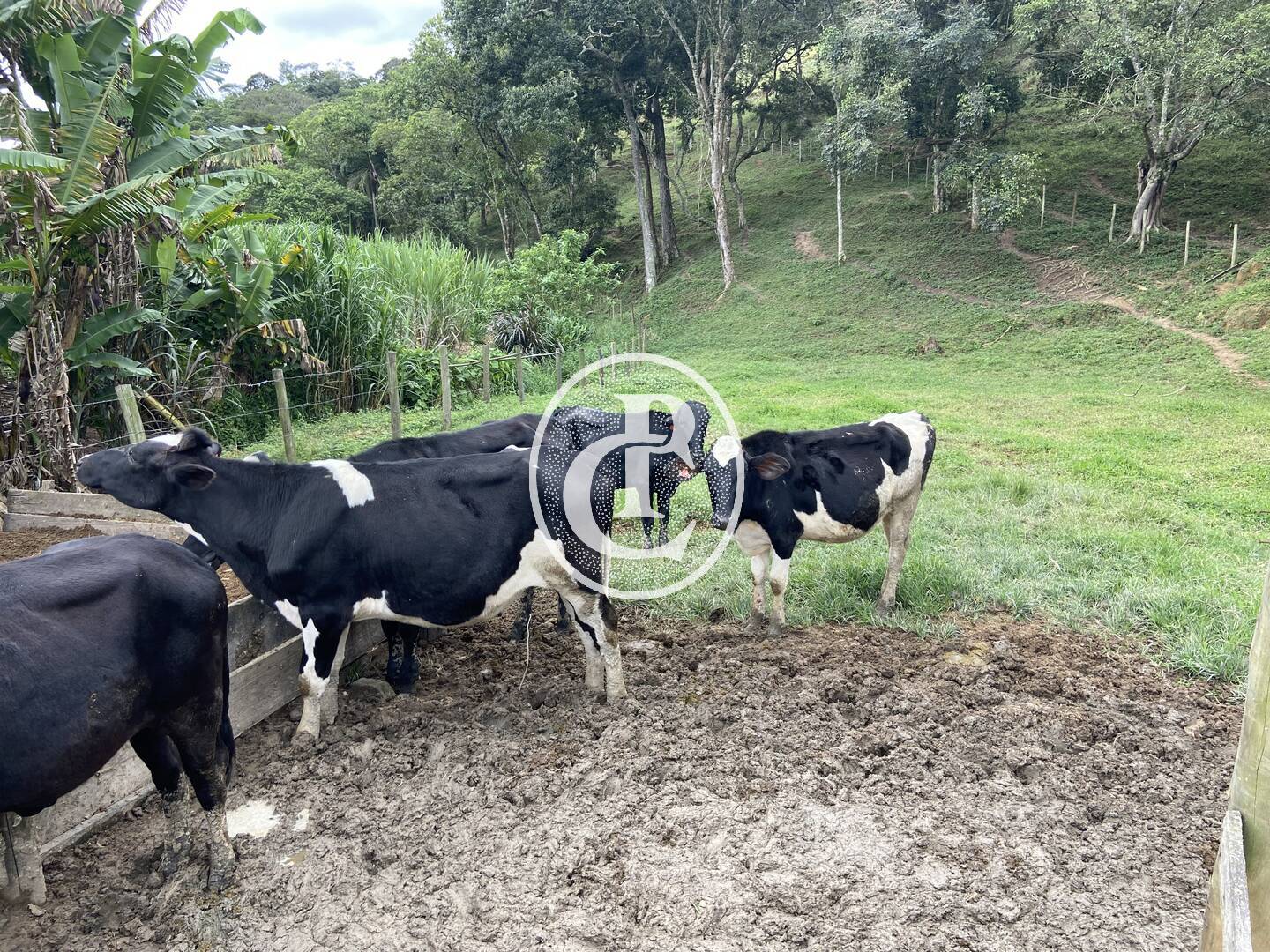 Sítio, 3 quartos, 19 hectares - Foto 6