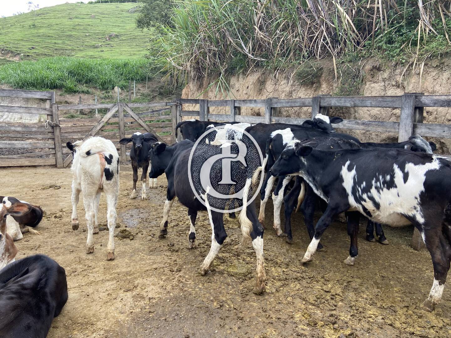 Sítio, 3 quartos, 19 hectares - Foto 33