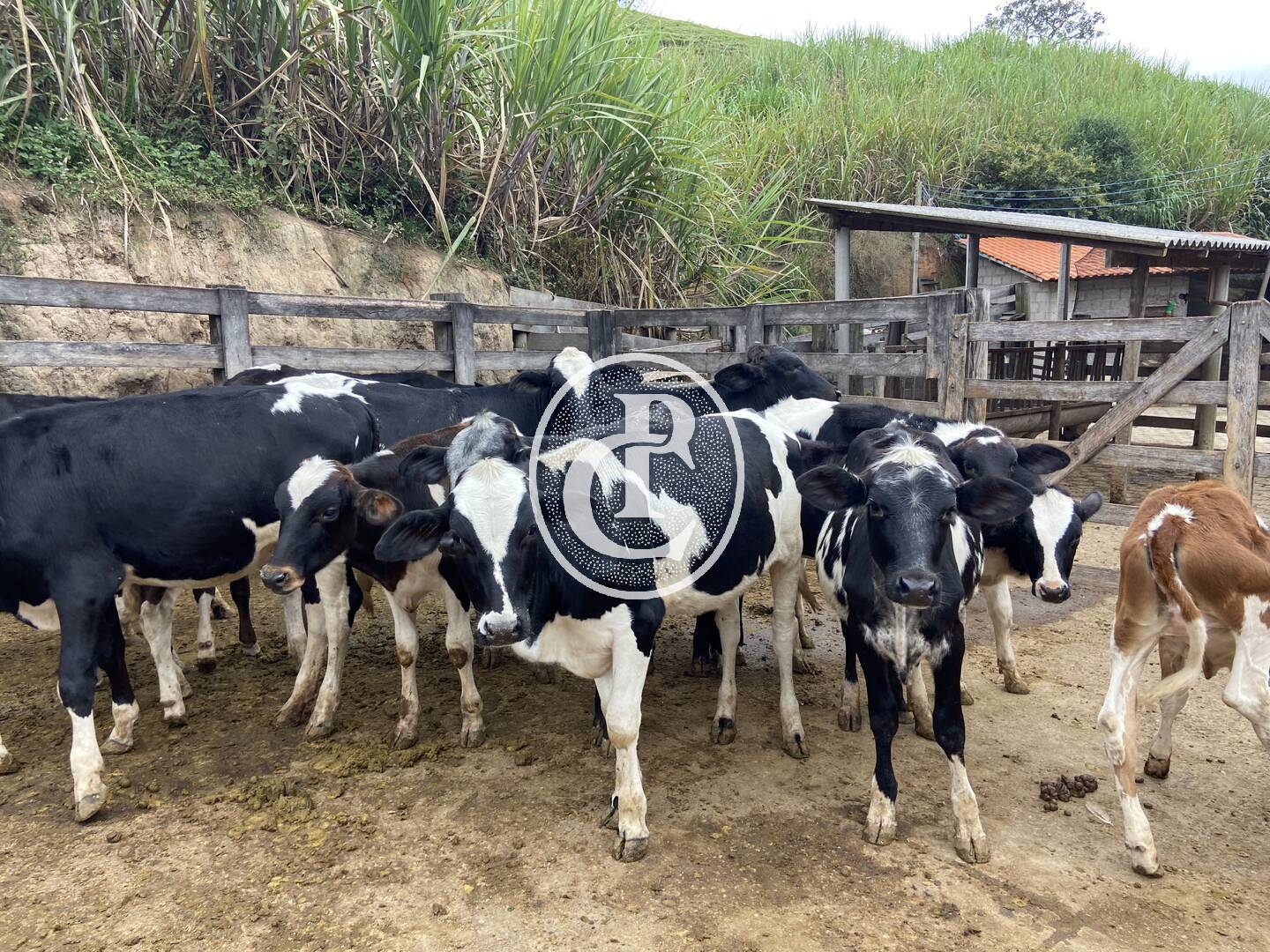 Sítio, 3 quartos, 19 hectares - Foto 36