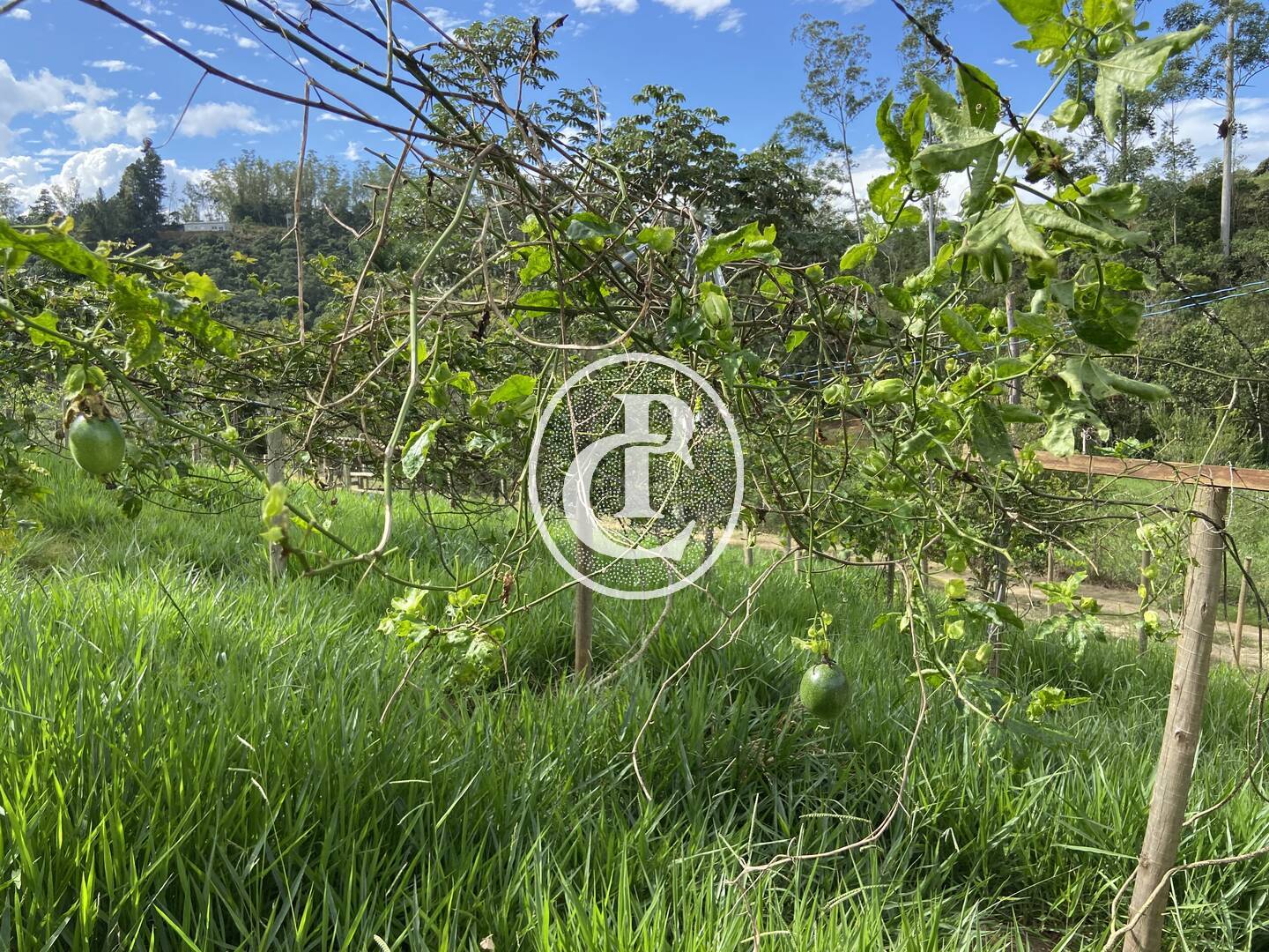 Chácara, 3 quartos, 2 hectares - Foto 9