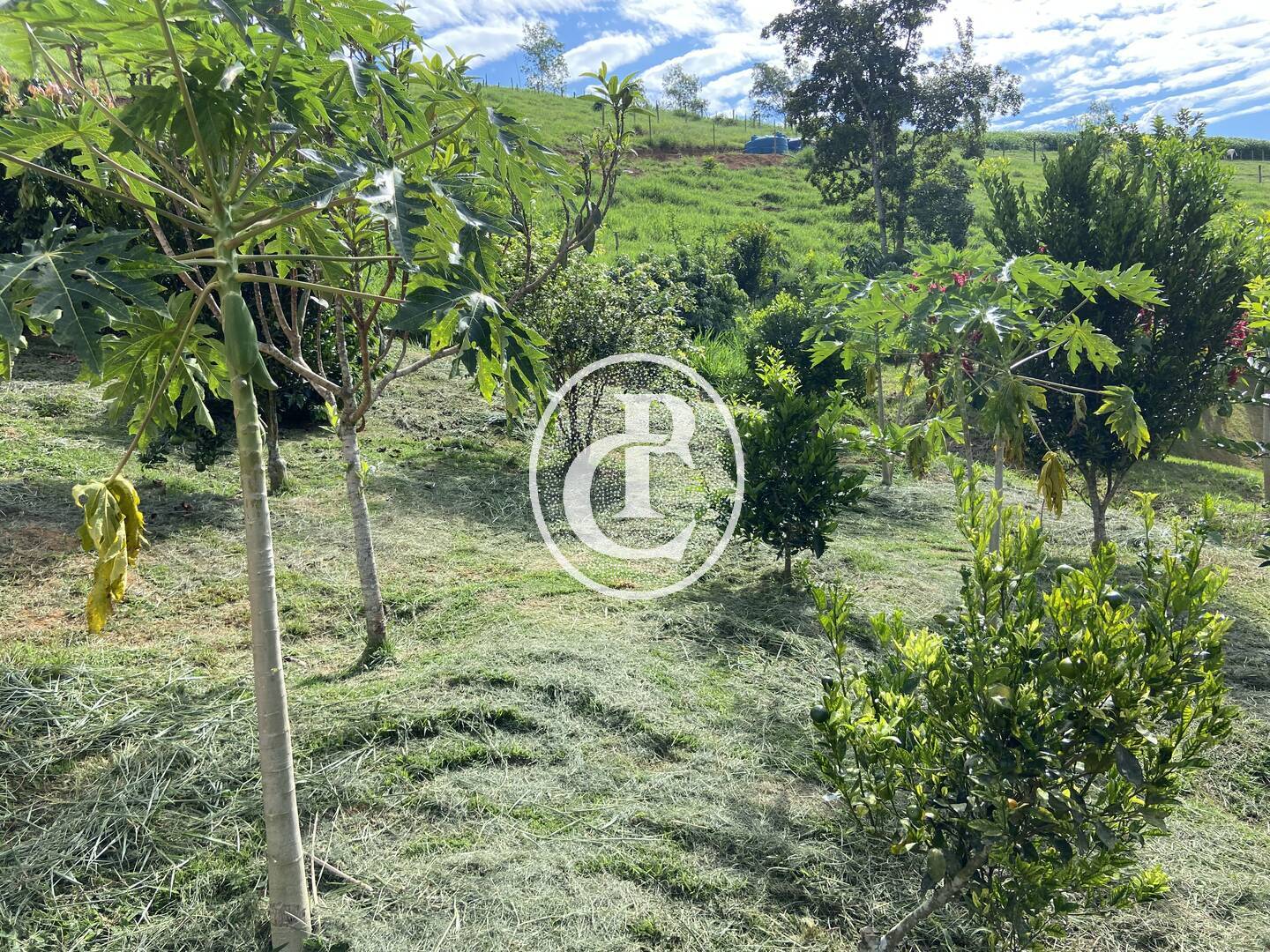 Chácara, 3 quartos, 2 hectares - Foto 13