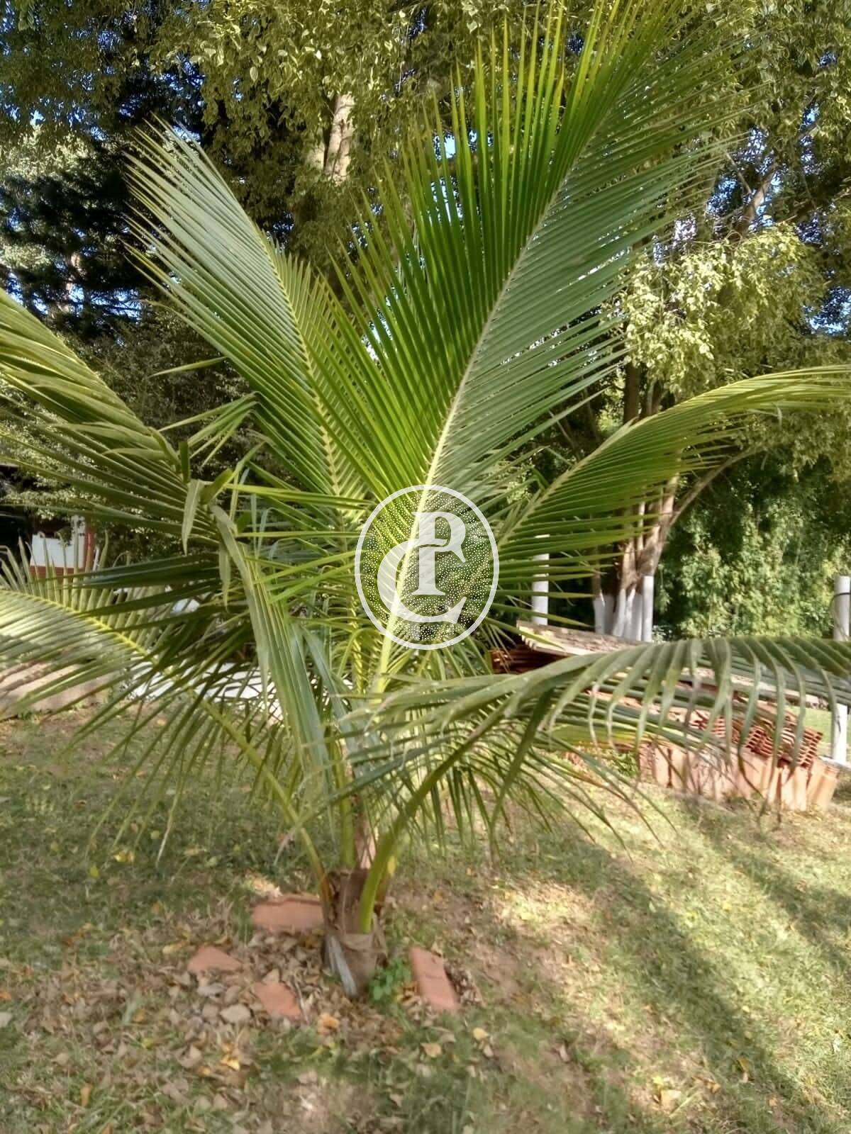 Sítio, 3 quartos, 1 hectares - Foto 3