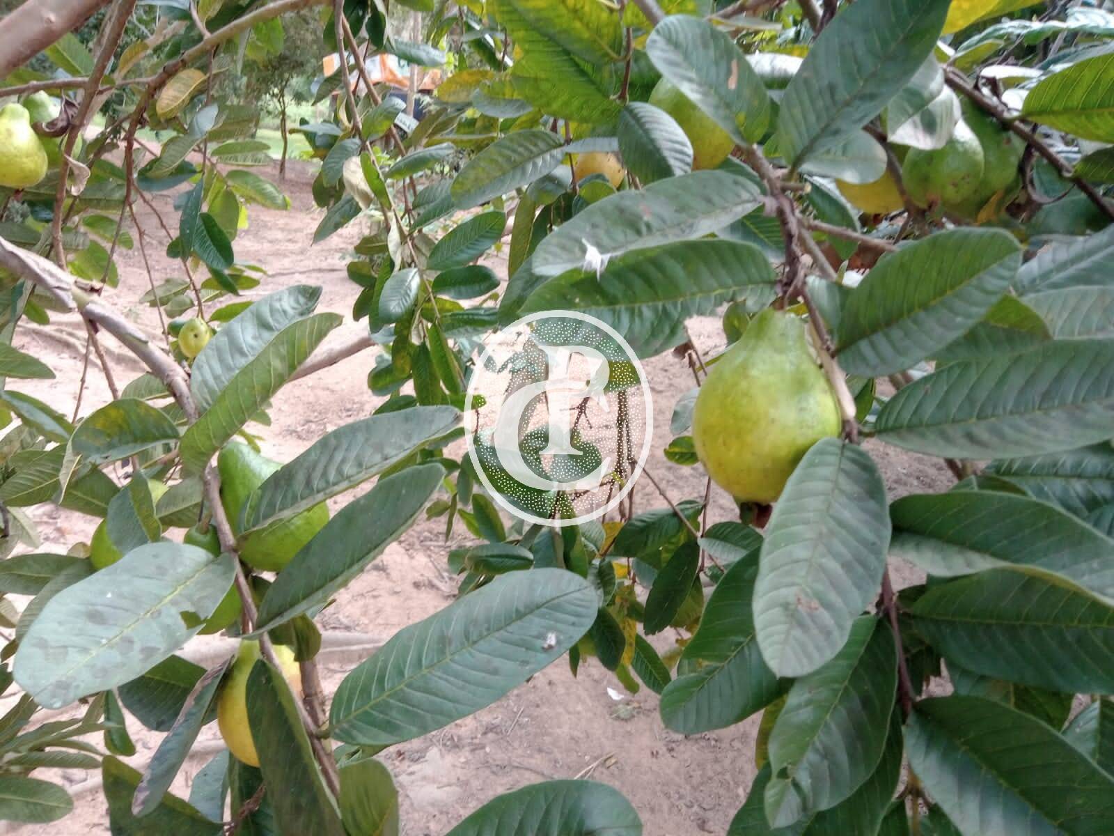 Sítio, 3 quartos, 1 hectares - Foto 5