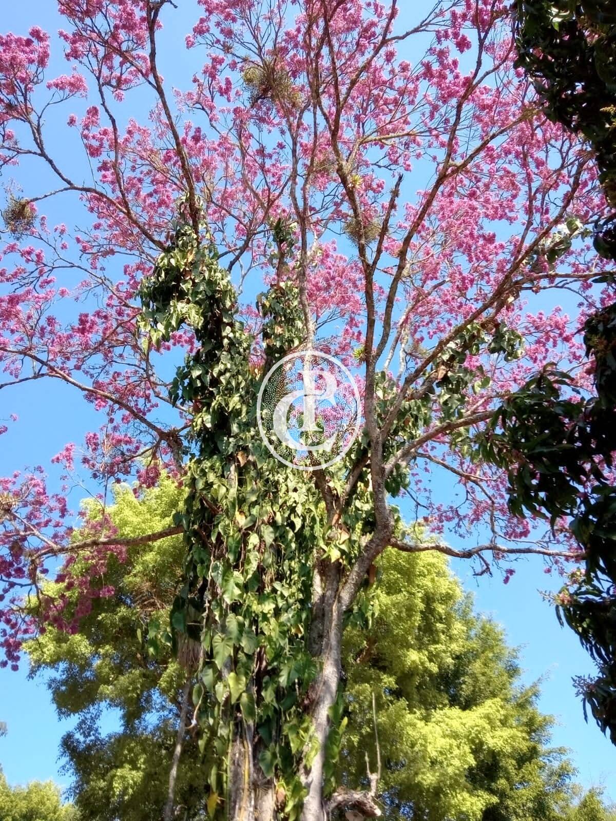 Chácara, 3 quartos, 1 hectares - Foto 30