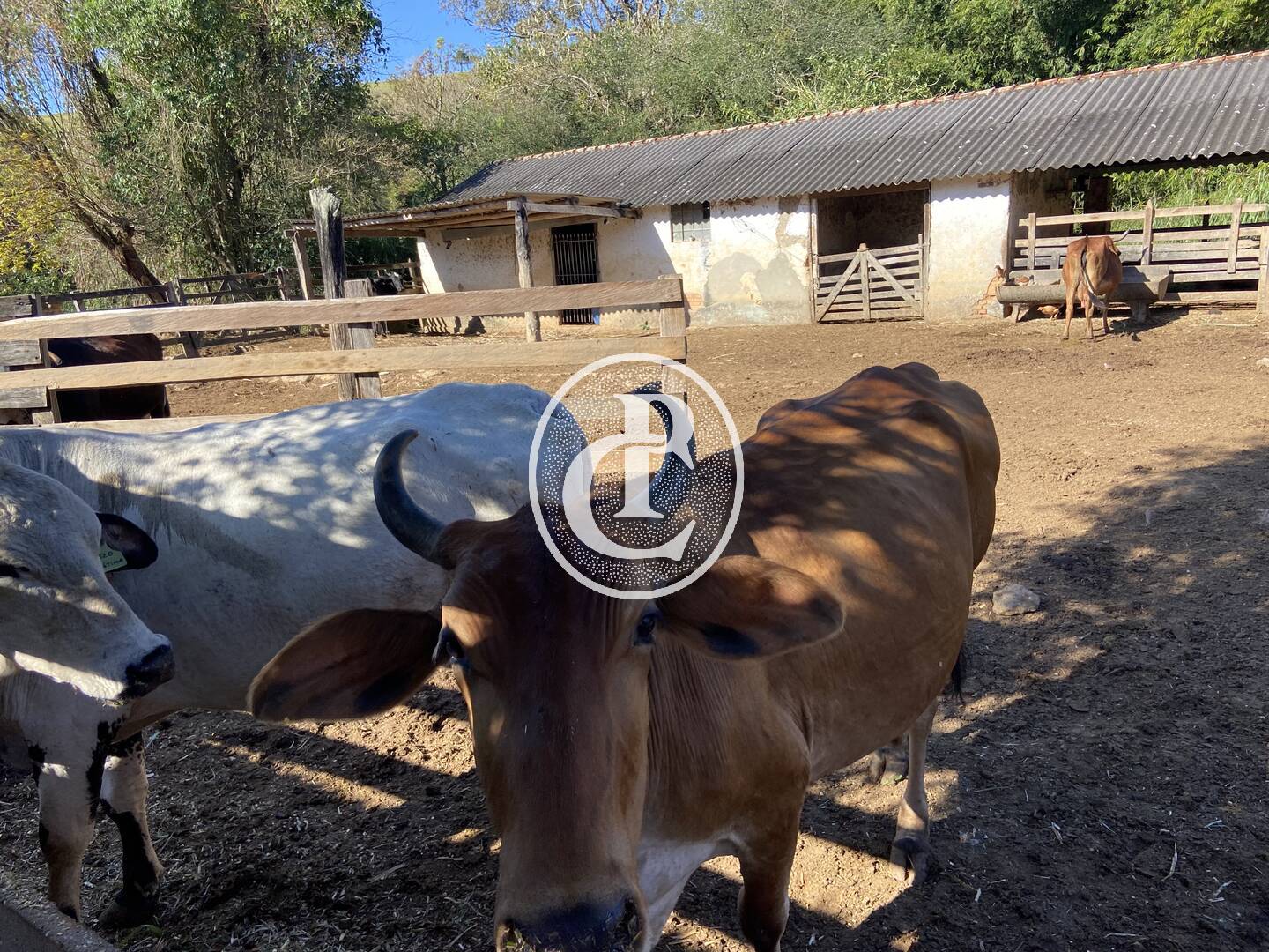 Fazenda, 121000 hectares - Foto 29