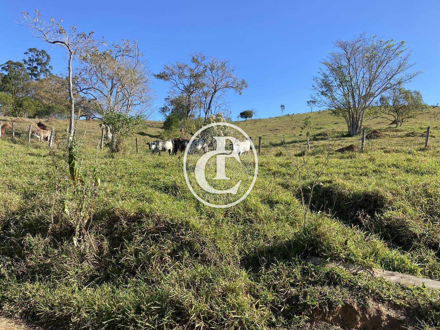 Fazenda, 121000 hectares - Foto 31