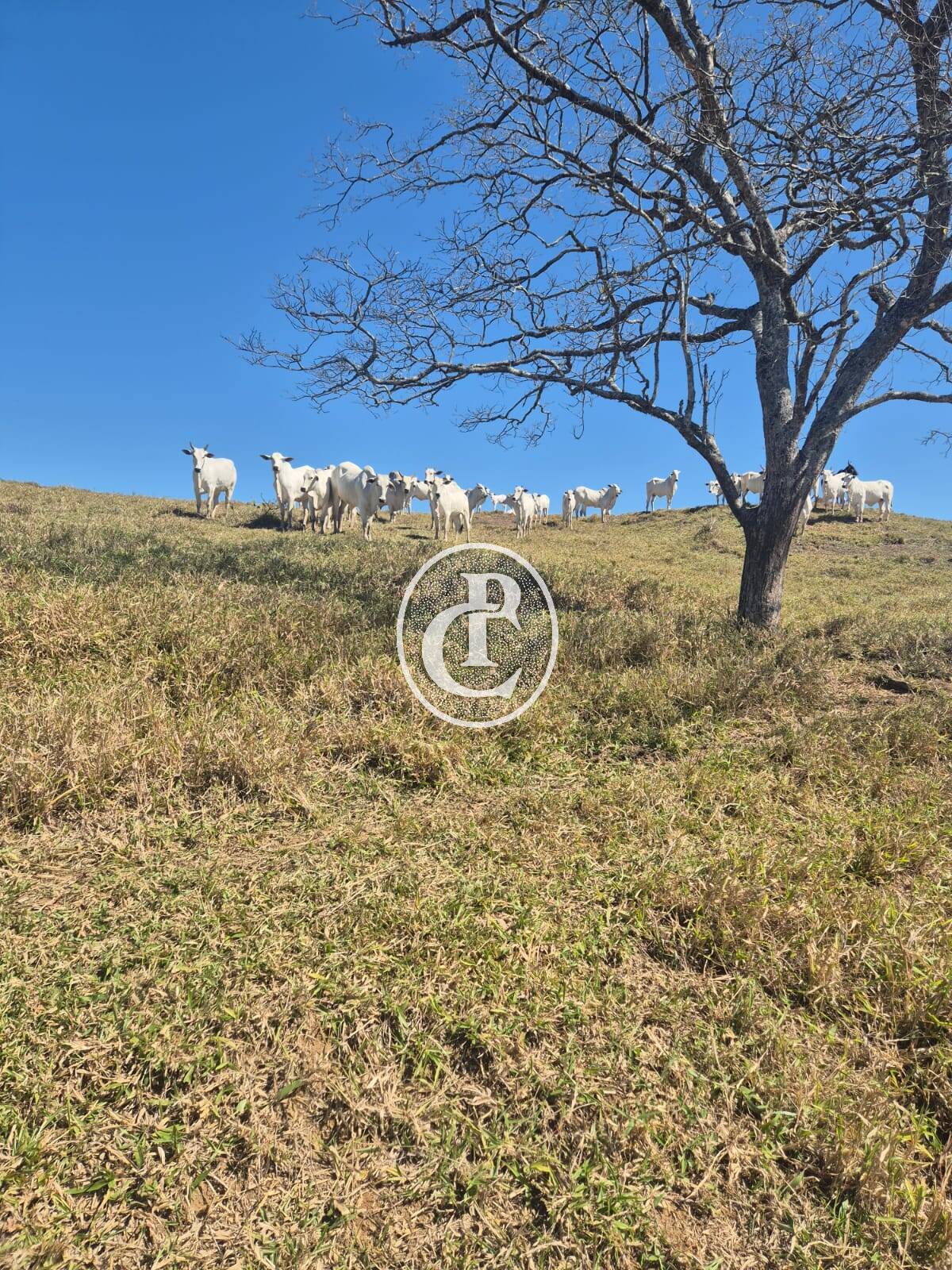 Sítio, 4 quartos, 36 m² - Foto 42